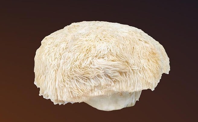 Lion's mane mushroom