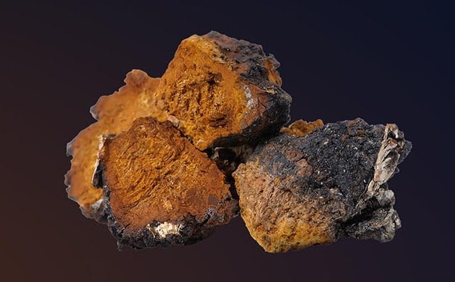 Chaga Mushroom