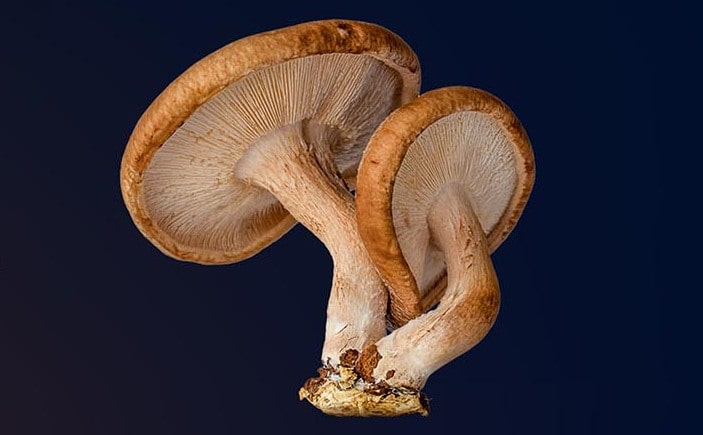 Shiitake mushroom