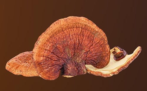 Reishi mushroom