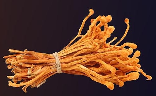 Cordyceps mushrooms