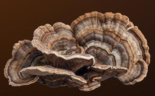 Turkey tail mushroom