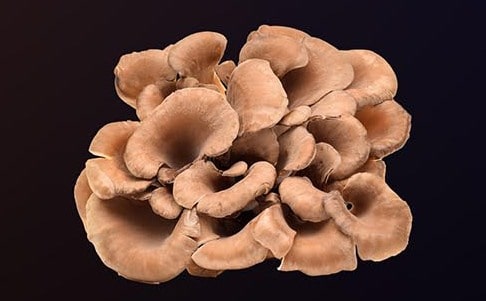 Maitake mushroom